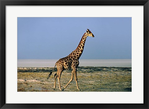 Framed Namibia, Etosha NP, Angolan Giraffe with salt pan Print