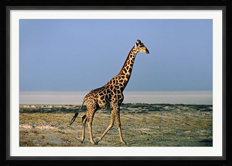 Framed Namibia, Etosha NP, Angolan Giraffe with salt pan Print