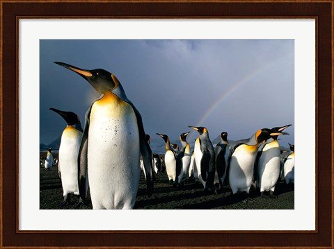 Framed Rainbow Above Colony of King Penguins, Saint Andrews Bay, South Georgia Island, Sub-Antarctica Print