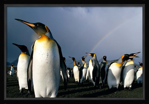 Framed Rainbow Above Colony of King Penguins, Saint Andrews Bay, South Georgia Island, Sub-Antarctica Print
