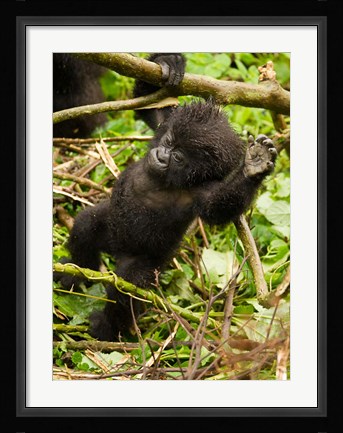 Framed Rwanda, Volcanoes Park, Baby Mountain gorilla Print