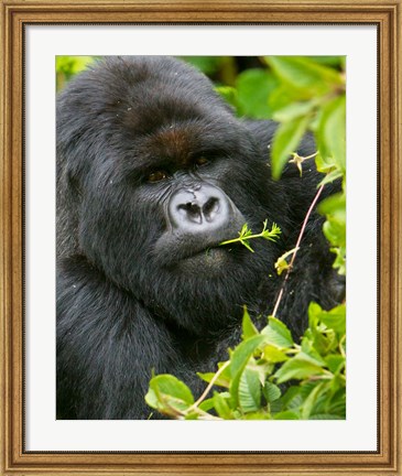 Framed Rwanda, Silverback Mtn Gorilla, Volcanoes NP Print