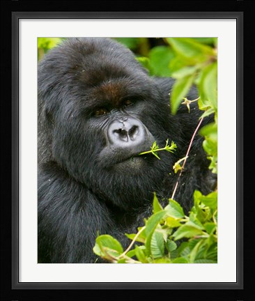 Framed Rwanda, Silverback Mtn Gorilla, Volcanoes NP Print