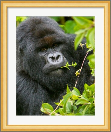 Framed Rwanda, Silverback Mtn Gorilla, Volcanoes NP Print