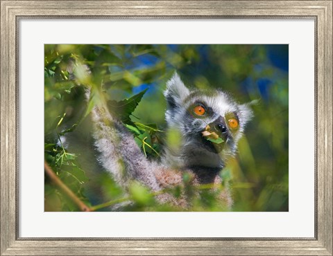 Framed Ring-Tailed Lemur, Madagascar Print