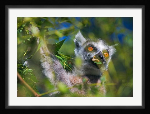 Framed Ring-Tailed Lemur, Madagascar Print