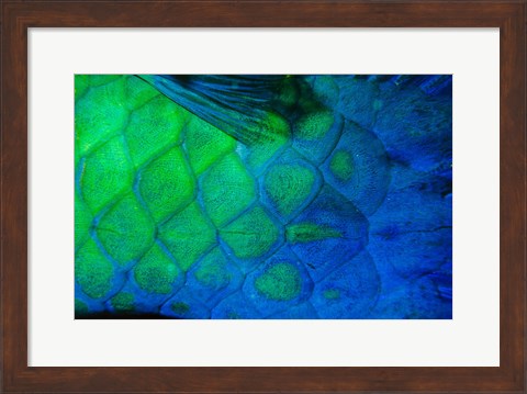 Framed Rusty Parrotfish Tail Print