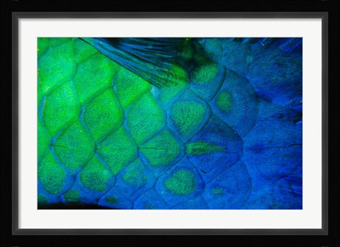 Framed Rusty Parrotfish Tail Print