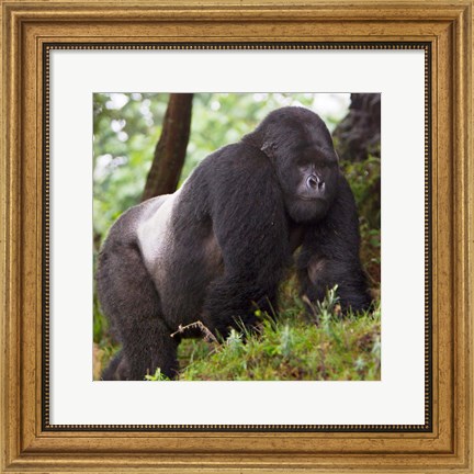 Framed Rwanda, Mountain Gorilla, No 2 Silverback Print