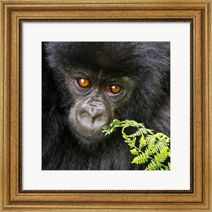 Framed Rwanda, Volcanoes NP, Mountain Gorilla Staring Print