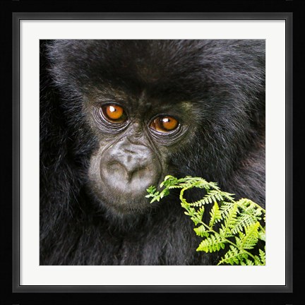 Framed Rwanda, Volcanoes NP, Mountain Gorilla Staring Print