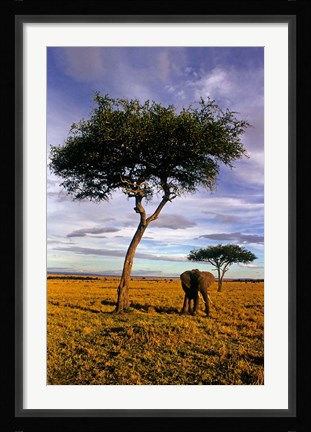 Framed Solitary Elephant Wanders, Maasai Mara, Kenya Print