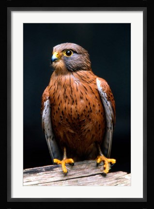 Framed Rock Kestrel Portrait, Cape Town, South Africa Print