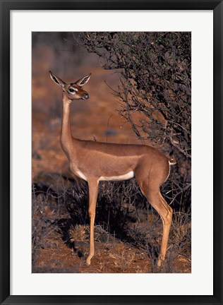 Framed Samburu Gerenuk, Kenya Print