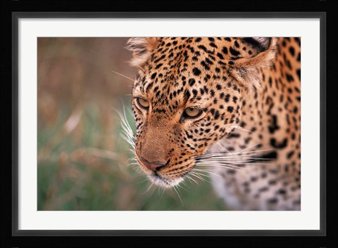Framed Samburu Leopard, Kenya Print