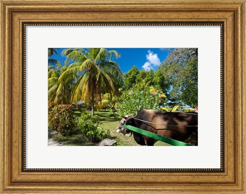 Framed Seychelles, La Digue, ox-cart transport Print
