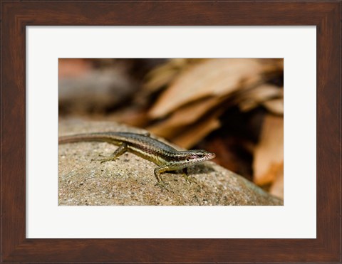 Framed Skink Lizard on Fregate Island, Seychelles, Africa Print