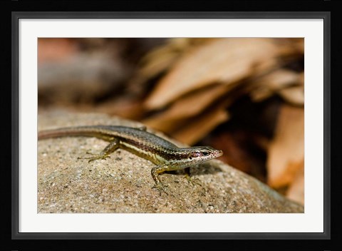 Framed Skink Lizard on Fregate Island, Seychelles, Africa Print