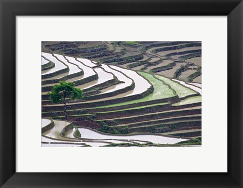Framed Rice terraces, Yuanyang, Yunnan Province, China. Print