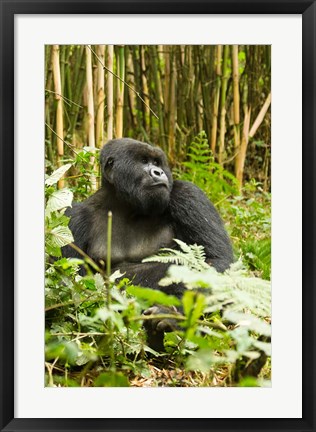Framed Rwanda, Mountain Gorilla, Silverback Print