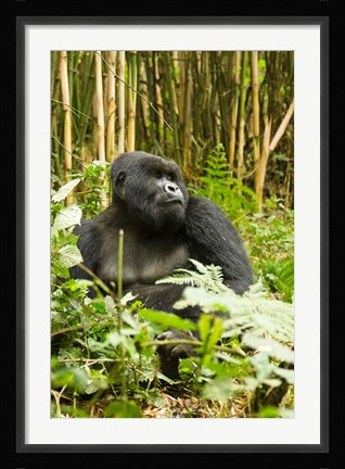 Framed Rwanda, Mountain Gorilla, Silverback Print