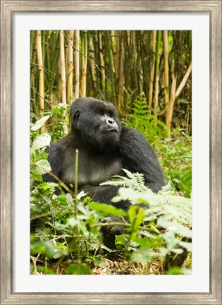 Framed Rwanda, Mountain Gorilla, Silverback Print