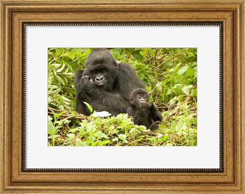 Framed Rwanda, Volcanoes NP, Mountain Gorilla with baby Print