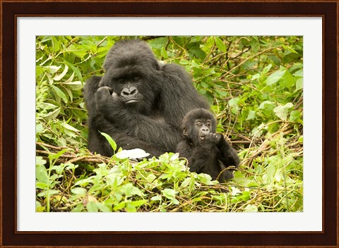 Framed Rwanda, Volcanoes NP, Mountain Gorilla with baby Print