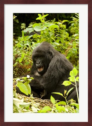 Framed Rwanda, Volcanoes NP, Mountain Gorilla Sitting Print