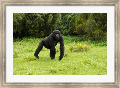 Framed Rwanda, Volcanoes NP, Mountain Gorilla Running Print