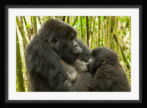 Framed Rwanda, VP, Baby Mountain Gorilla Breast Feeding Print