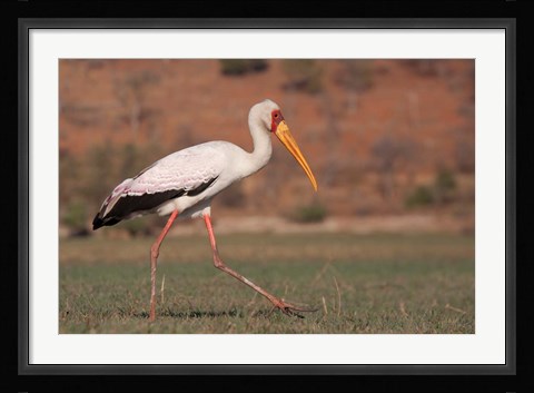 Framed Saddle-billed Stork, Chobe National Park, Botswana Print