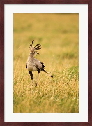 Framed Secretary Bird hunting for food, Lower Mara, Masai Mara Game Reserve, Kenya Print