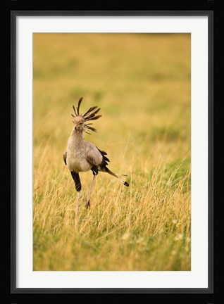 Framed Secretary Bird hunting for food, Lower Mara, Masai Mara Game Reserve, Kenya Print