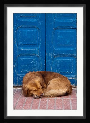Framed Sleeping Dog, Essaouira, Morocco Print
