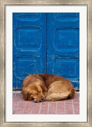 Framed Sleeping Dog, Essaouira, Morocco Print