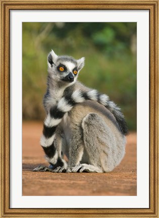 Framed Close up of Ring-tailed Lemur, Madagascar Print