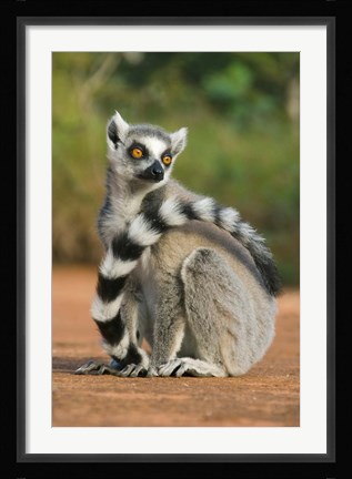 Framed Close up of Ring-tailed Lemur, Madagascar Print