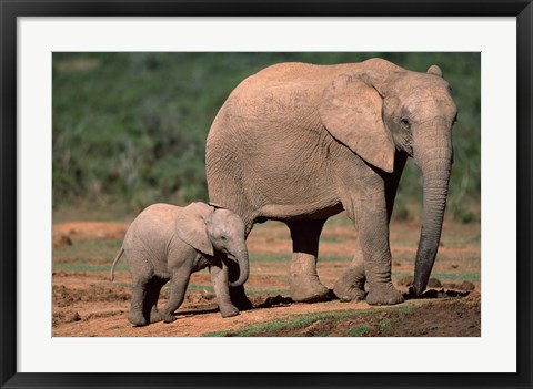 Framed South Africa, Addo Elephant NP, Baby Elephant Print