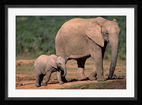 Framed South Africa, Addo Elephant NP, Baby Elephant Print