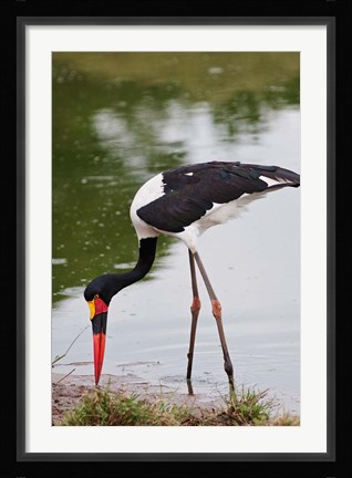 Framed Saddle-billed Stork, Maasai Mara Wildlife Reserve, Kenya Print