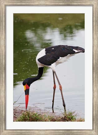Framed Saddle-billed Stork, Maasai Mara Wildlife Reserve, Kenya Print