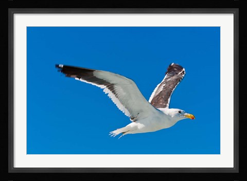Framed Seagull, Walvis Bay, Erongo Region, Namibia. Print