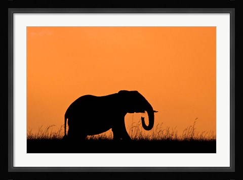 Framed Silhouette of Elephant at sunset, Masai Mara National Reserve, Kenya Print