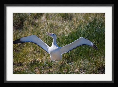Framed Snowy Wandering Abatross bird, South Georgia, Antarctica Print