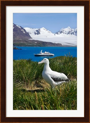 Framed Snowy Wandering Abatross bird, Prion Island, South Georgia Print