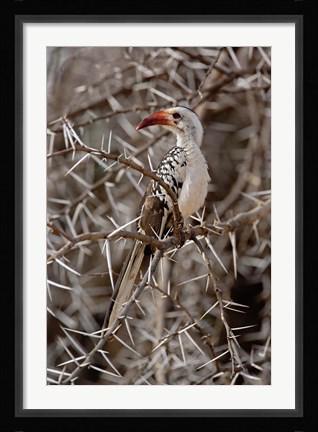 Framed Kenya-billed Hornbill, Samburu Game Reserve, Kenya Print