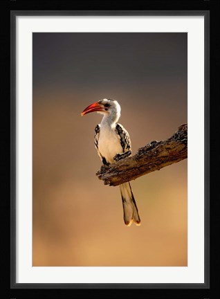 Framed Red-billed Hornbill, Samburu Game Reserve, Kenya Print