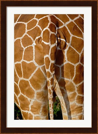 Framed Reticulated Giraffe skin, Samburu Game Reserve, Kenya Print