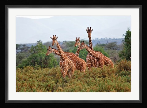 Framed Reticulated Giraffes, Samburu National Reserve, Kenya Print